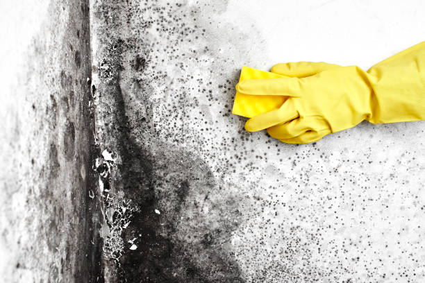 Best Black Mold Removal  in Bensville, MD