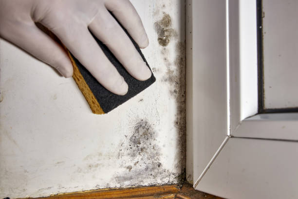 Best Airborne Mold Testing  in Bensville, MD